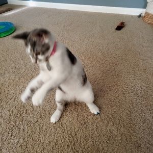 Meet your Posher, Trey